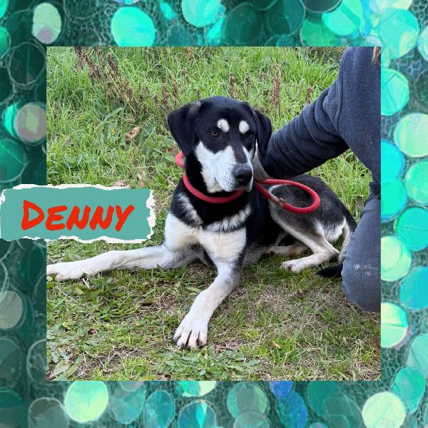 ✨🐾 Denny 🐾✨ Dolce Cucciolone Visibile A Bologna In Adozione 