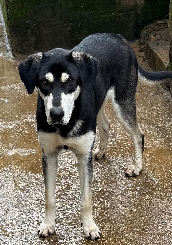 ✨🐾 denny 🐾✨ dolce cucciolone visibile a bologna in adozione  Foto 2