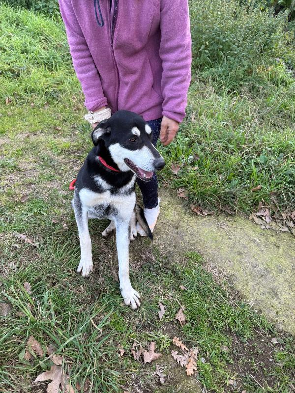 ✨🐾 denny 🐾✨ dolce cucciolone visibile a bologna in adozione  Foto 7