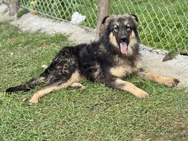 Principessa lupetta in canile 1 anno 18 kg Foto 2