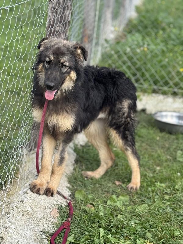 Principessa lupetta in canile 1 anno 18 kg Foto 4