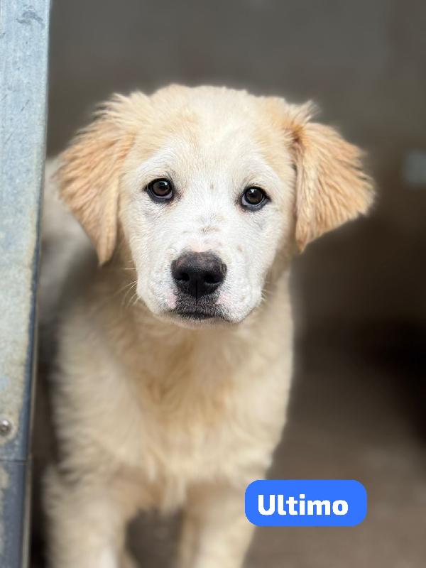 Ultimo - Mix Pastore Abbruzzese In Canile