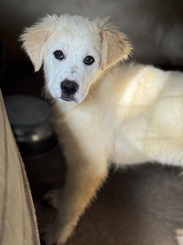 Ultimo - mix pastore Abbruzzese in canile Foto 3