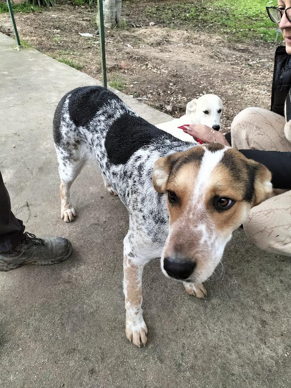 Jack Dolcissimo Cucciolone Tricolore 