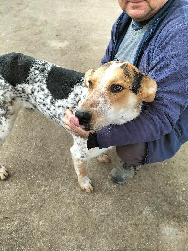Jack dolcissimo cucciolone tricolore  Foto 2