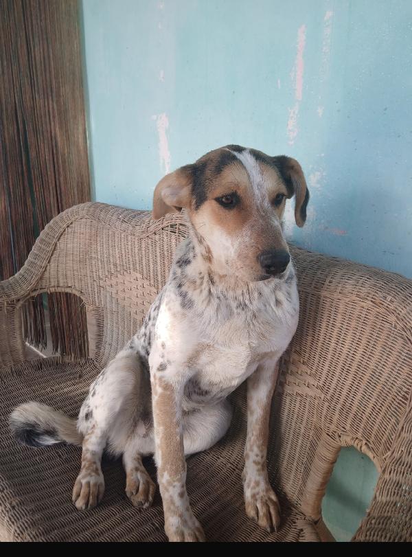 Jack dolcissimo cucciolone tricolore  Foto 3