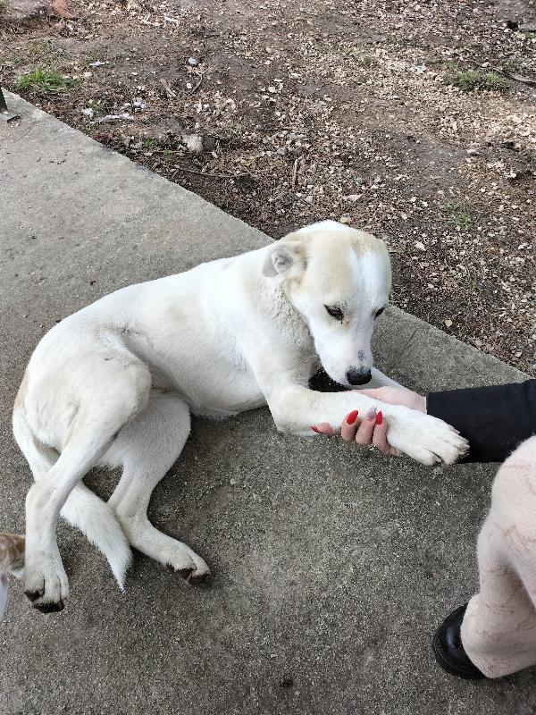 Macchia Cucciolona Dai Dolcissimi Occhioni Nocciola 
