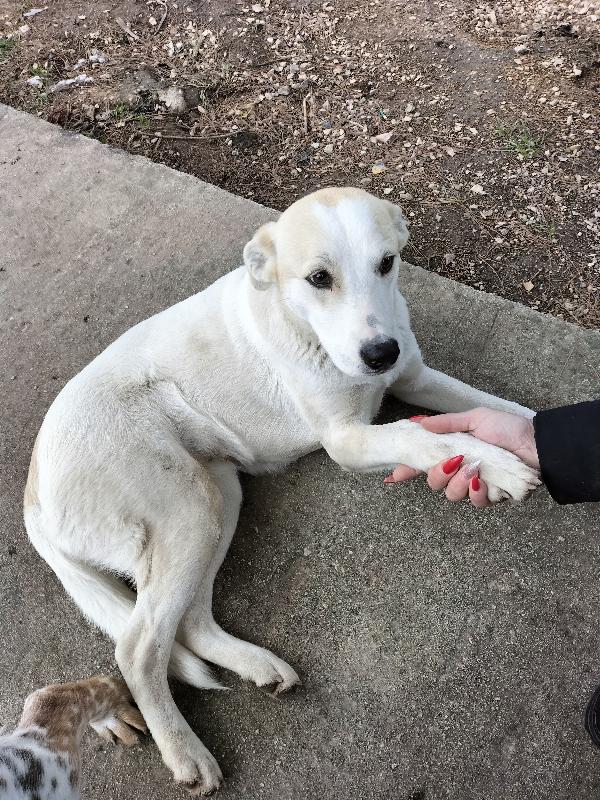 Macchia cucciolona dai dolcissimi occhioni nocciola  Foto 2
