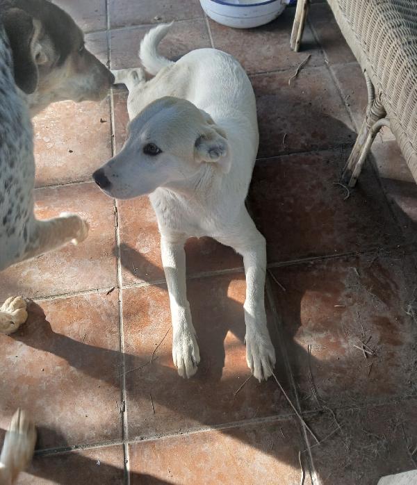 Macchia cucciolona dai dolcissimi occhioni nocciola  Foto 3