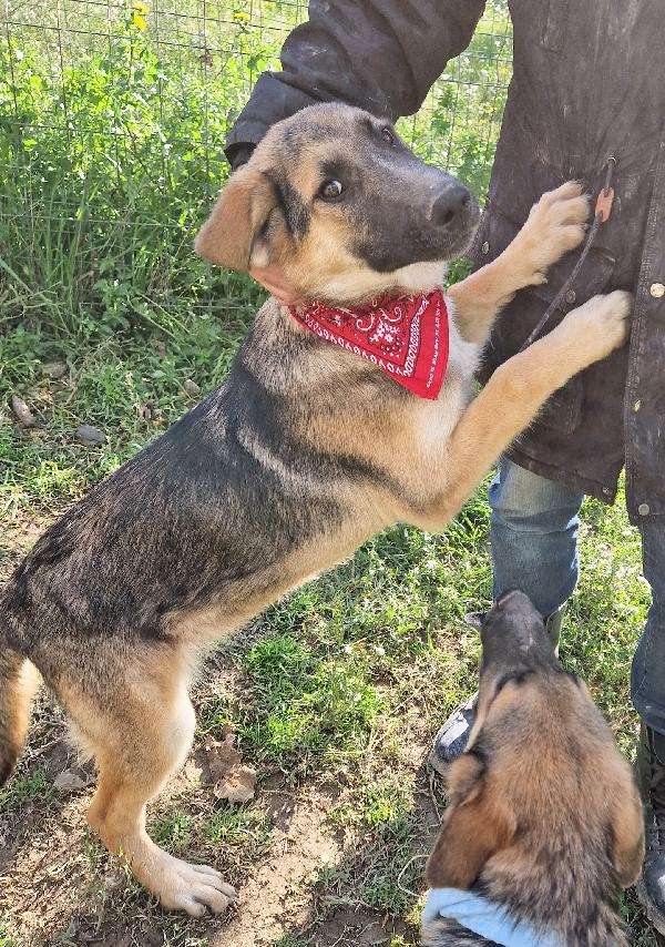 Zac,Dolcezza Allo Stato Puro.adottabile In Tutta Italia!