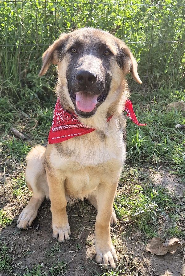 ZAC,DOLCEZZA ALLO STATO PURO.ADOTTABILE IN TUTTA ITALIA! Foto 4