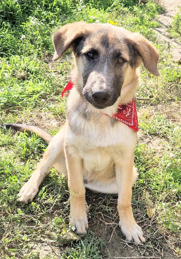 ZAC,DOLCEZZA ALLO STATO PURO.ADOTTABILE IN TUTTA ITALIA! Foto 5