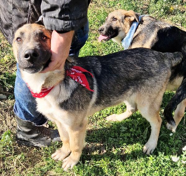 ZAC,DOLCEZZA ALLO STATO PURO.ADOTTABILE IN TUTTA ITALIA! Foto 6