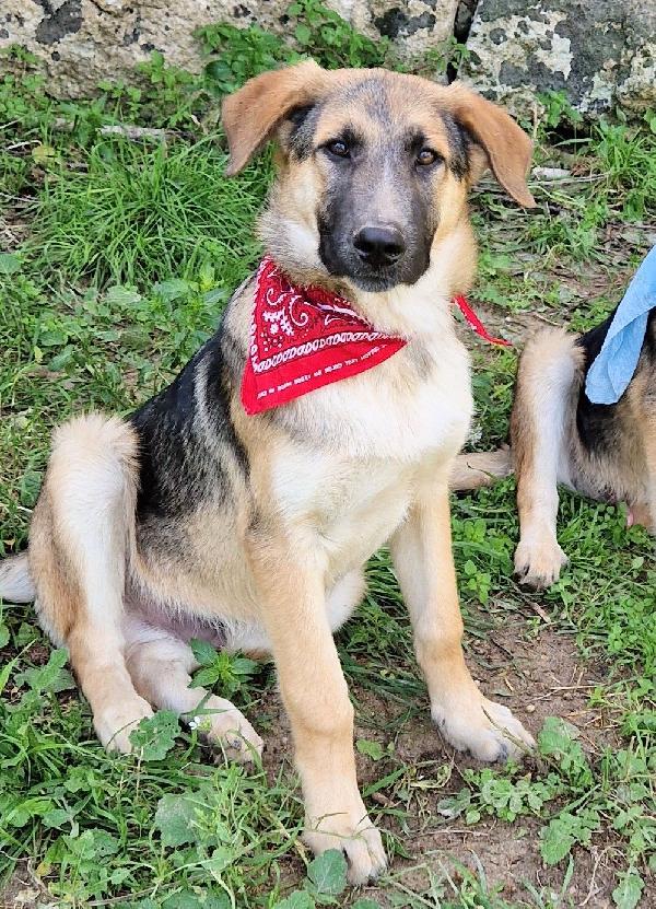 ZAC,DOLCEZZA ALLO STATO PURO.ADOTTABILE IN TUTTA ITALIA! Foto 7