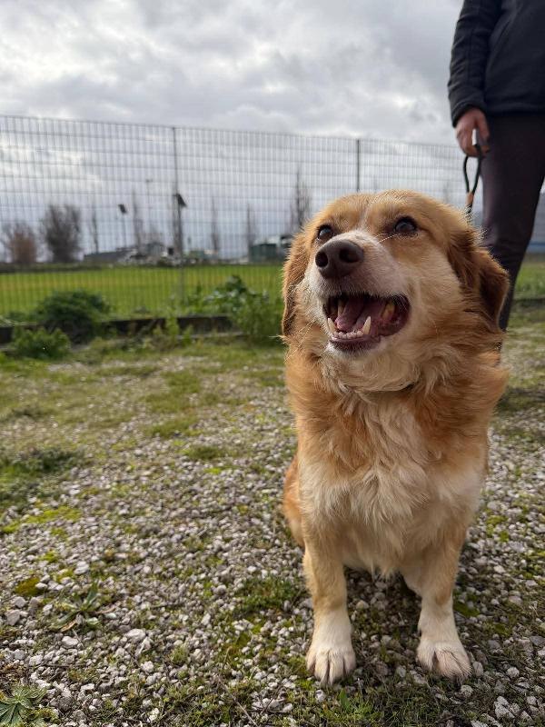 Janine cagnolino dolcissimo a Genova  Foto 2