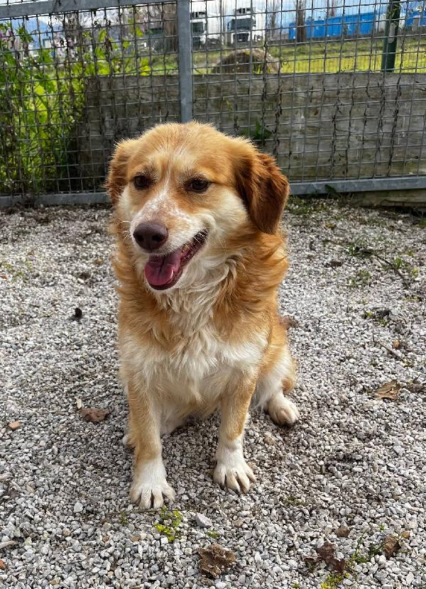 Janine cagnolino dolcissimo a Genova  Foto 3