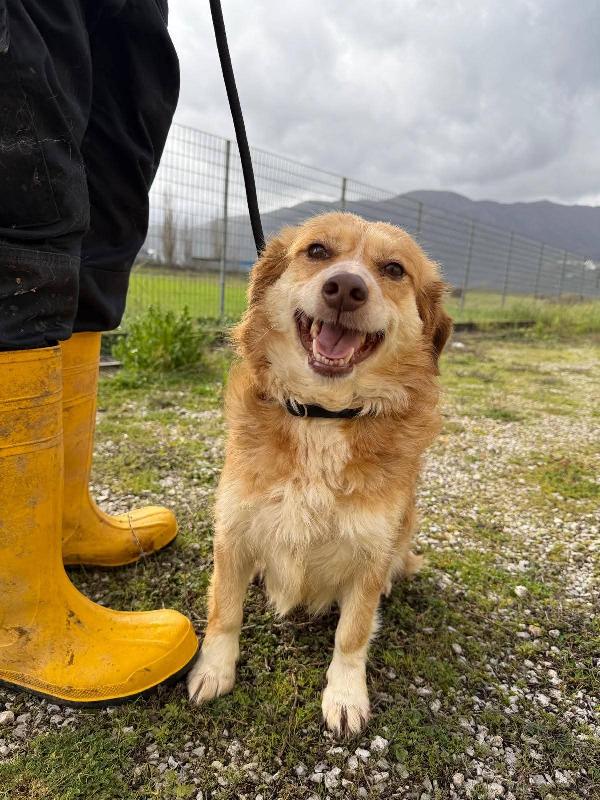 Janine cagnolino dolcissimo a Genova  Foto 5