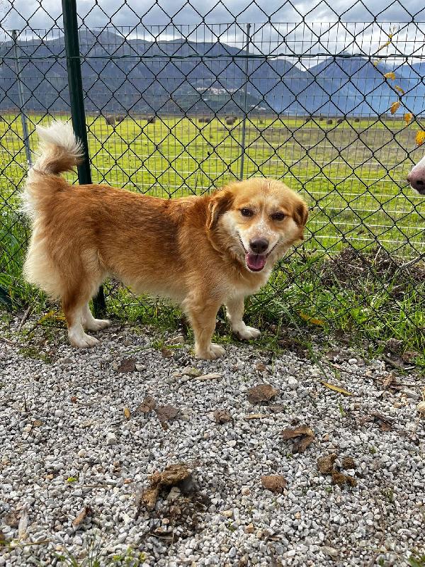 Janine cagnolino dolcissimo a Genova  Foto 4