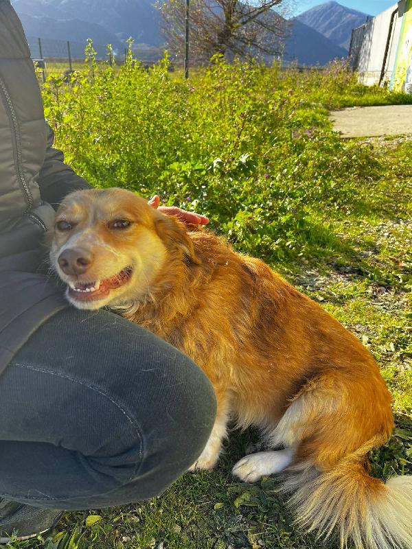 Janine cagnolino dolcissimo a Genova  Foto 6