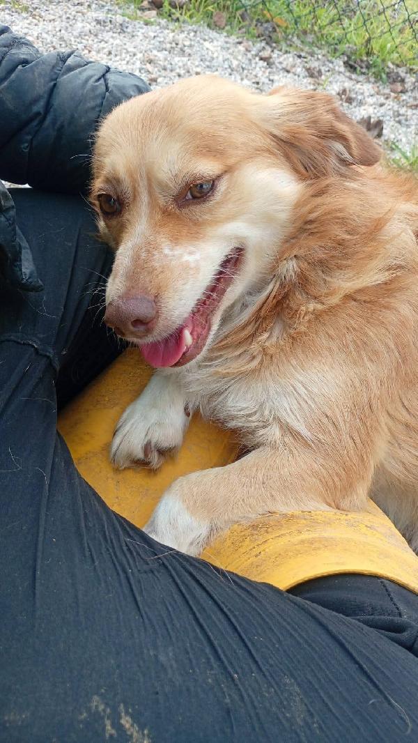 Janine cagnolino dolcissimo a Genova  Foto 7