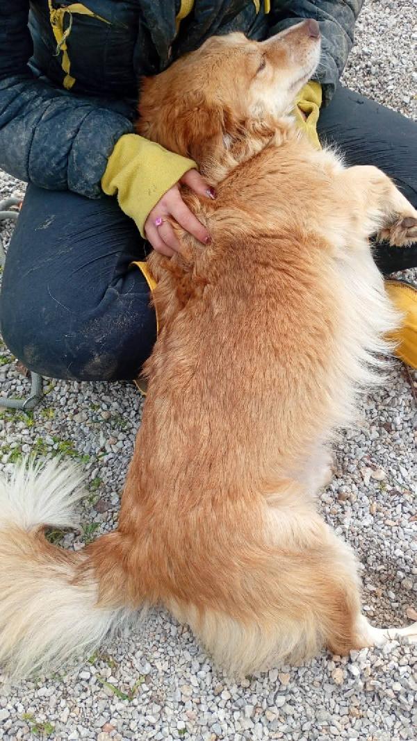 Janine cagnolino dolcissimo a Genova  Foto 8