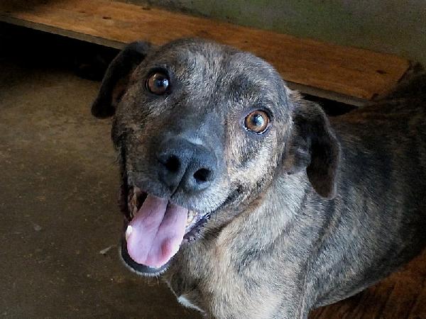 Tigro buono e simpatico Foto 3