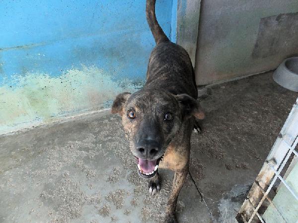 Tigro buono e simpatico Foto 4