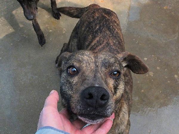 Tigro buono e simpatico Foto 5