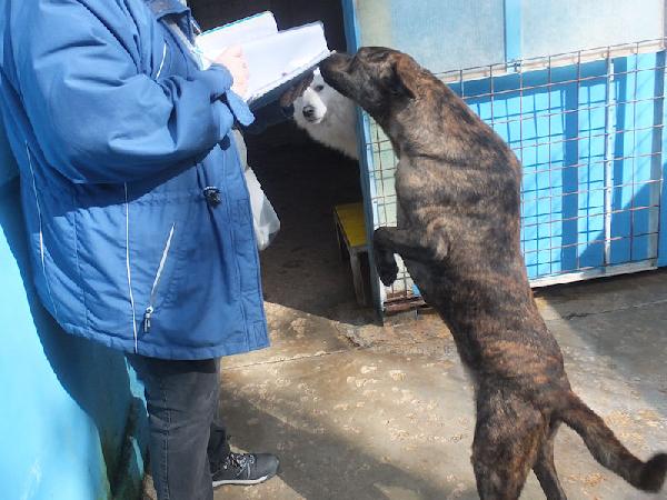 Tigro buono e simpatico Foto 10