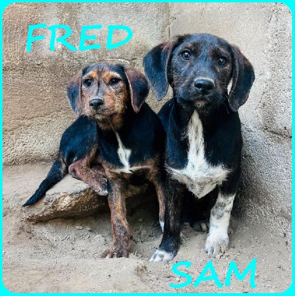 Fred E Sam Cuccioli 5 Mesi Simil Bassottini, Se Non Troveranno Una Mamma Umana Cresceranno In Gabbia!