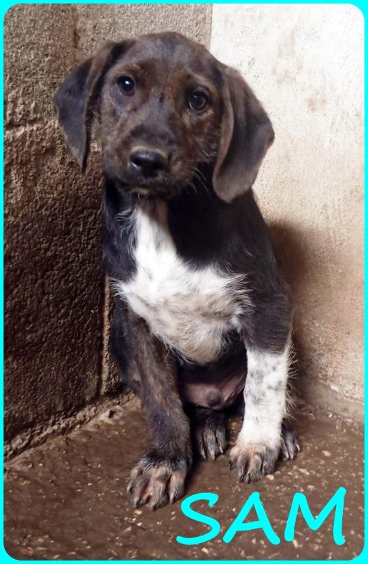 FRED E SAM CUCCIOLI 5 MESI SIMIL BASSOTTINI, SE NON TROVERANNO UNA MAMMA UMANA CRESCERANNO IN GABBIA! Foto 3