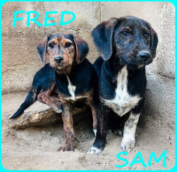 FRED E SAM CUCCIOLI 5 MESI SIMIL BASSOTTINI, SE NON TROVERANNO UNA MAMMA UMANA CRESCERANNO IN GABBIA! Foto 4