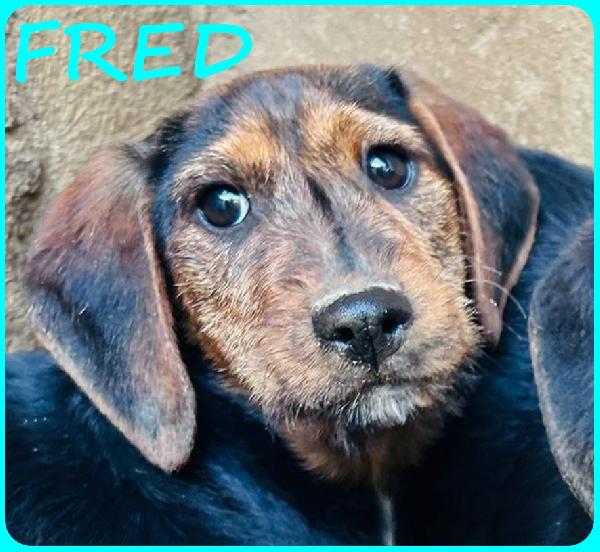 FRED E SAM CUCCIOLI 5 MESI SIMIL BASSOTTINI, SE NON TROVERANNO UNA MAMMA UMANA CRESCERANNO IN GABBIA! Foto 5