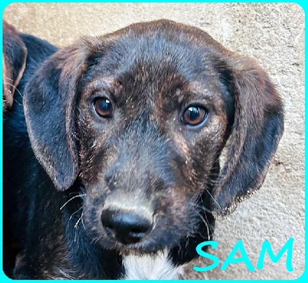 FRED E SAM CUCCIOLI 5 MESI SIMIL BASSOTTINI, SE NON TROVERANNO UNA MAMMA UMANA CRESCERANNO IN GABBIA! Foto 6