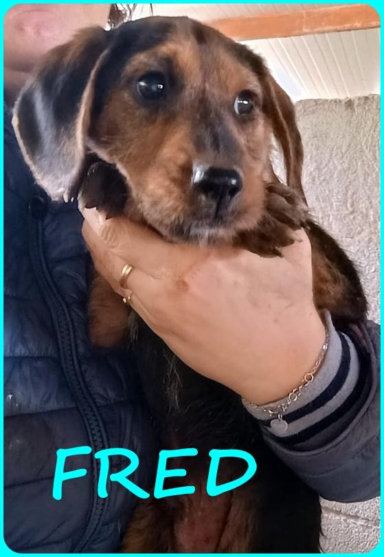 FRED E SAM CUCCIOLI 5 MESI SIMIL BASSOTTINI, SE NON TROVERANNO UNA MAMMA UMANA CRESCERANNO IN GABBIA! Foto 7