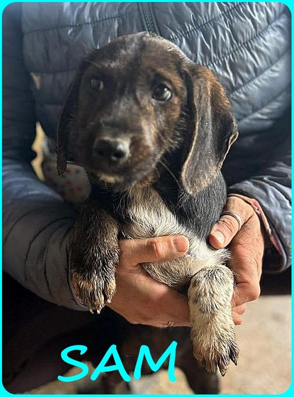 FRED E SAM CUCCIOLI 5 MESI SIMIL BASSOTTINI, SE NON TROVERANNO UNA MAMMA UMANA CRESCERANNO IN GABBIA! Foto 8