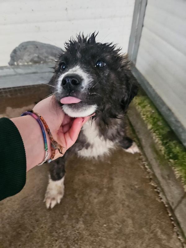 Charlie: 4 Mesi Taglia Grande 