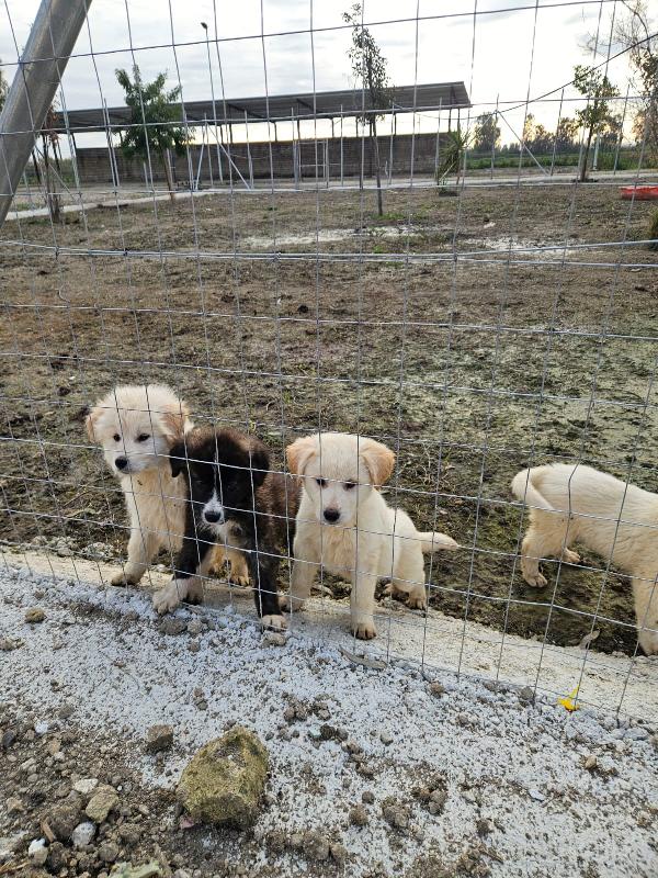 Charlie: 4 mesi taglia grande  Foto 2