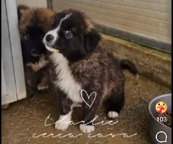 Charlie: 4 mesi taglia grande  Foto 3