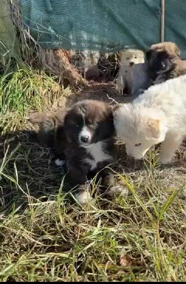 Charlie: 4 mesi taglia grande  Foto 5