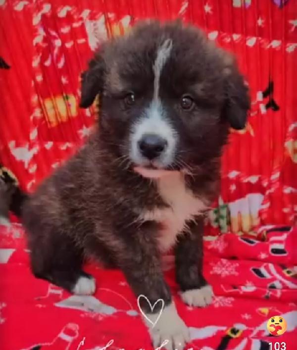 Charlie: 4 mesi taglia grande  Foto 4