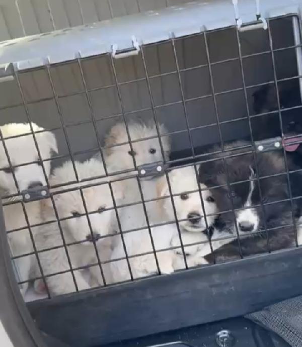 Charlie: 4 mesi taglia grande  Foto 6