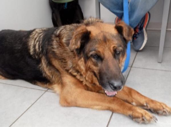 Pastore 11Anni Mollato Dalla Sua Madrina! Roma