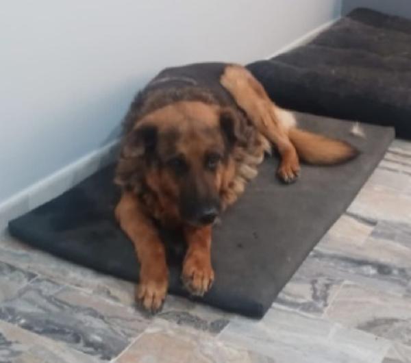 Pastore 11anni mollato dalla sua madrina! ROMA Foto 2