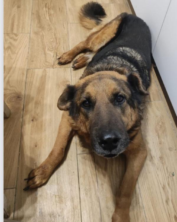 Pastore 11anni mollato dalla sua madrina! ROMA Foto 3