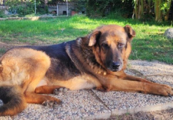 Pastore 11anni mollato dalla sua madrina! ROMA Foto 4