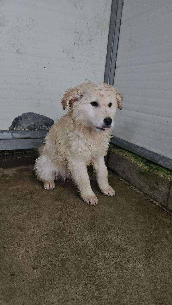 Snow Splendido Cucciolotto Cerca Famiglia 
