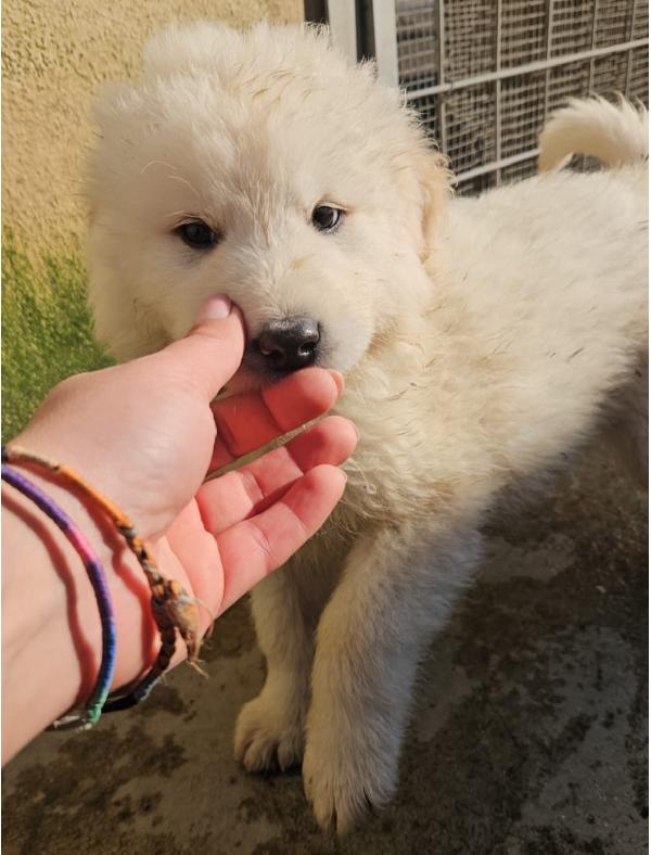 Snow splendido cucciolotto cerca famiglia  Foto 3