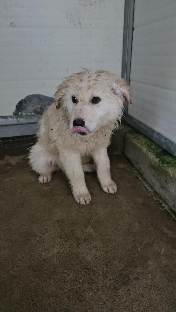 Snow splendido cucciolotto cerca famiglia  Foto 7
