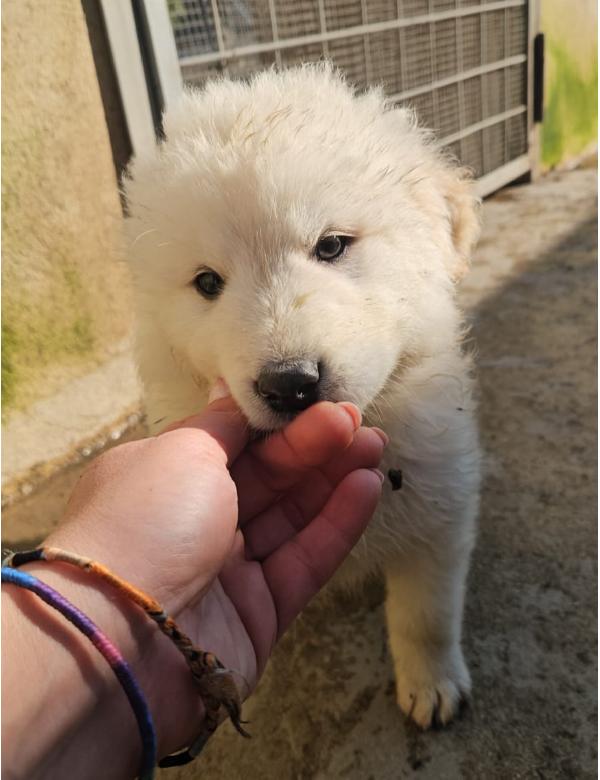 Snow splendido cucciolotto cerca famiglia  Foto 8